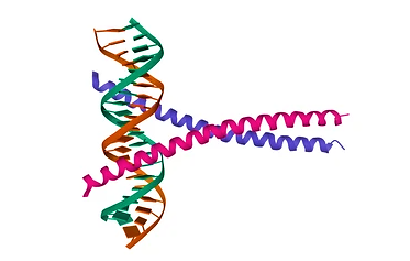 Large Scale DNA Oligonucleotides Synthesis