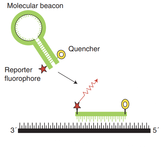 Molecular beacons